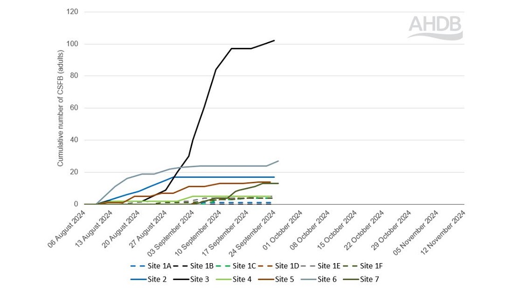 Cabbage stem flea beetle count data chart (26 September 2024)